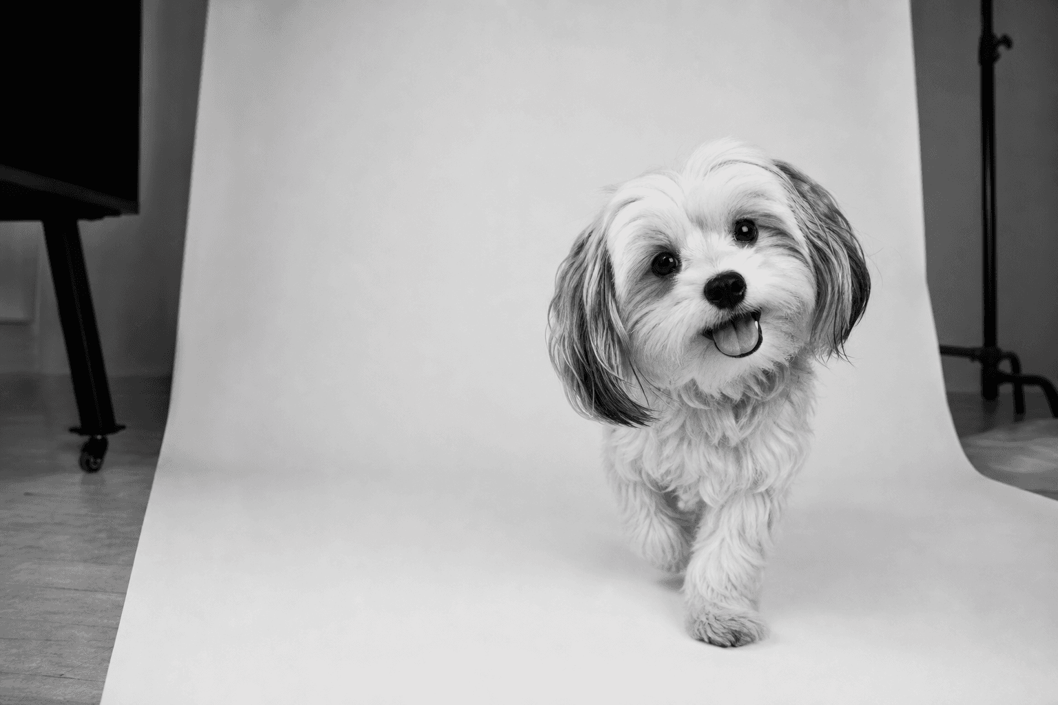 Rescue dog sitting on a minimalist sofa